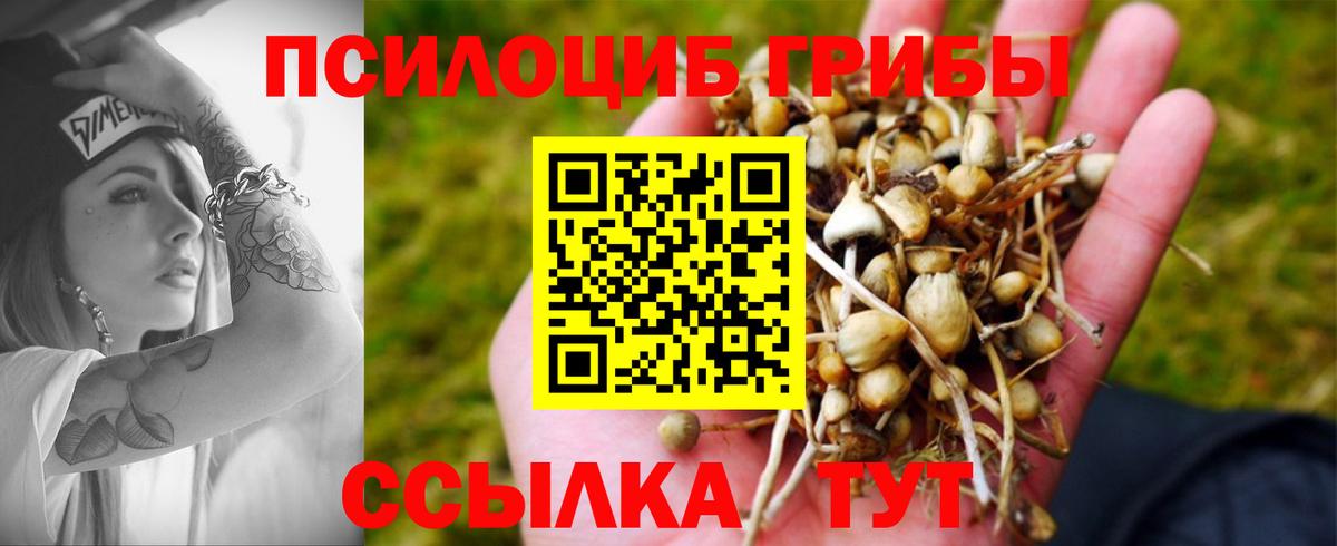 Галлюциногенные грибы Psilocybine cubensis Елабуга